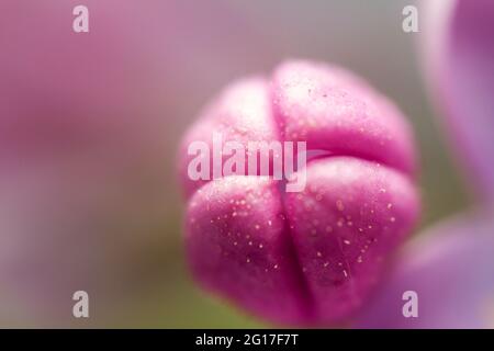 Image très rapprochée de la fleur de lilas. Mise au point sélective et faible profondeur de champ. Banque D'Images