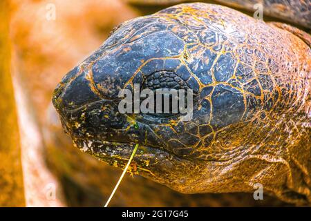 Les tortues terrestres sont des espèces de reptiles de la famille des Testudinidae l'ordre Testudines. Banque D'Images