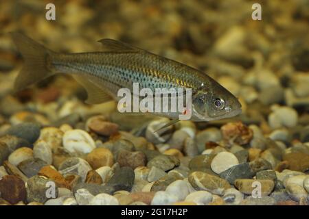 Schneider oder Alandblecke / Schneider or Spirlin / Alburnoides bipunctatus Banque D'Images