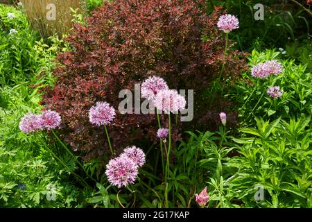 Fleurs d'Allium ornementales poussant dans une frontière de jardin, plantes pour les abeilles, Angleterre, Royaume-Uni, GB. Banque D'Images