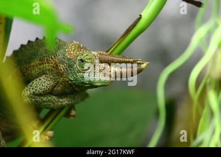 Dreihornchamäleon / Chameleon de Jackson / Trioceros jacksonii xantholophus Banque D'Images