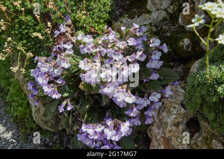 Résurrection plante (Haberlea rhodopensis) qui pousse un affleurement rocheux en plein soleil Banque D'Images