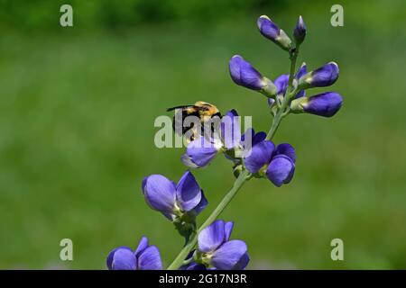 Bumblebee qui est un membre du genre Bombus, une partie des Apidae sur la fleur bleue fausse indigo. La fleur est également connue sous le nom d'indigo sauvage bleu. Banque D'Images