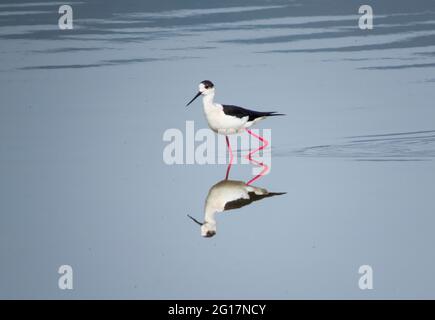 Pilotis à ailes noires dans le lac Kumisi, Géorgie Banque D'Images