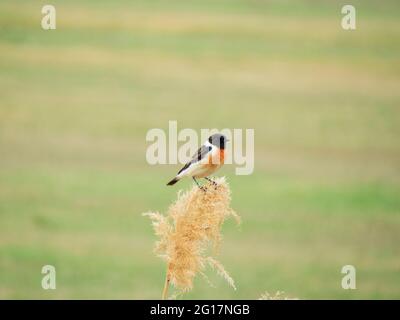 La stonechat européenne en Géorgie, lac Kumisi Banque D'Images