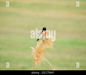 La stonechat européenne en Géorgie, lac Kumisi Banque D'Images