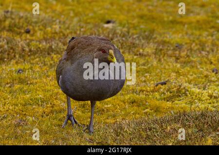 Le Tasmanian Native Hen, un chemin de fer endémique sans vol, se déplace avec prudence à Ronney Creek dans le parc national de Cradle Mountain, Tasmanie, Australie Banque D'Images