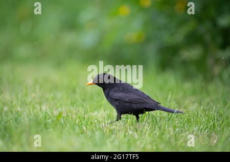 Hambourg, Allemagne. 05e juin 2021. Un blackbird se fore sur un terrain de sport. Credit: Daniel Reinhardt/dpa/Alay Live News Banque D'Images