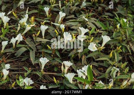 Le bouquet de la fleur blanche de la gloire du matin à feuilles de violon sur le sol de Field bindwee est également une plante vivace non indigène de longue durée Banque D'Images