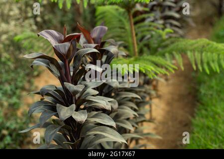 L'orchidée de langue ou la feuille de couleur rouge foncé de Broadleaf Lady Palm est une plante de palme à tiges multiples qui pousse du sol Banque D'Images