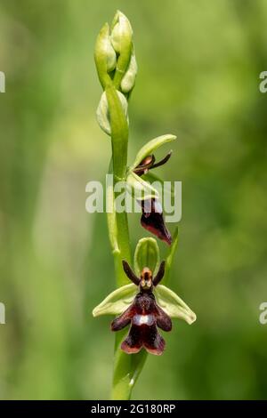 Orchidée de mouche, Ophrys insectifera, unique pic de fleur, réserve naturelle de Hoo bit, Angleterre, Royaume-Uni Banque D'Images