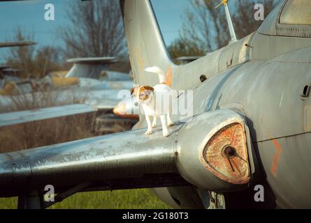 Jack Russell Terrier, pur-sang blanc, sur l'aile d'un avion de strin de l'époque de l'URSS. Le chien marche sur l'aile de la voiture aérienne. Banque D'Images