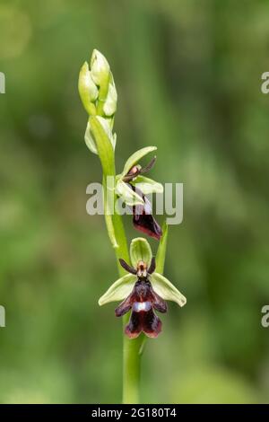 Orchidée de mouche, Ophrys insectifera, unique pic de fleur, réserve naturelle de Hoo bit, Angleterre, Royaume-Uni Banque D'Images