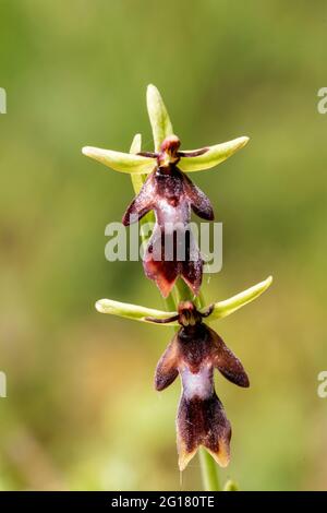 Orchidée de mouche, Ophrys insectifera, unique pic de fleur, réserve naturelle de Hoo bit, Angleterre, Royaume-Uni Banque D'Images