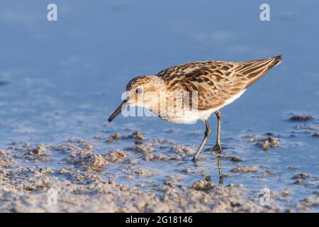 Petite promenade, Erolia minuta ou Calidris minuta, oiseau unique se nourrissant dans la boue sur le rivage pendant la migration, Lesvos, Grèce Banque D'Images