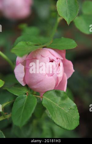 Rose lilas (Rosa) Charles Rennie Mackintosh fleurit dans un jardin en juin Banque D'Images