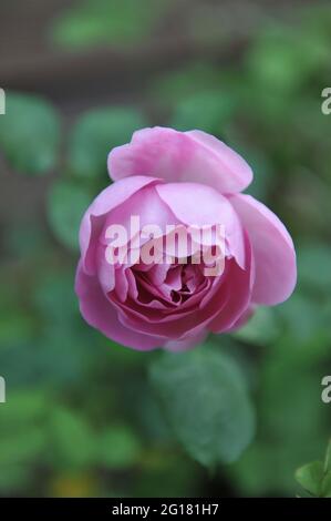 Rose lilas (Rosa) Charles Rennie Mackintosh fleurit dans un jardin en août Banque D'Images