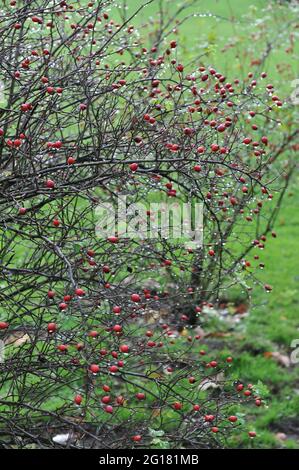 Hanches rouges de Rosa corymbifera dans un jardin en octobre Banque D'Images