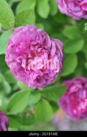 Rose mauve Provins (Rosa gallica) Cosimo Ridolfi fleurit dans un jardin en juin Banque D'Images