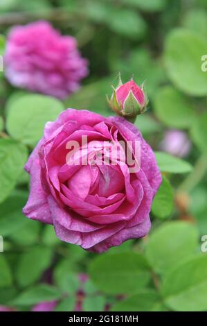 Rose mauve Provins (Rosa gallica) Cosimo Ridolfi fleurit dans un jardin en juin Banque D'Images