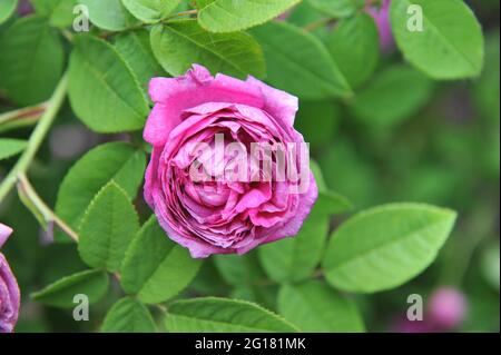 Rose mauve Provins (Rosa gallica) Cosimo Ridolfi fleurit dans un jardin en juin Banque D'Images