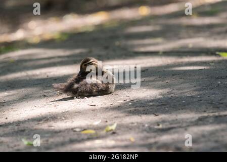 Canard mandarin (Aix galericulata) poussin de repos Banque D'Images