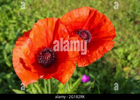 Belles fleurs de pavot rouge au soleil dans un jardin verdoyant Banque D'Images