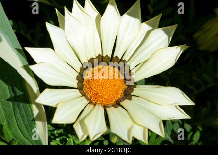 Fleur de Gazania blanche en gros plan. Gazania rigens (fleur de Trésor, Marguerite africaine) vue de dessus. Banque D'Images