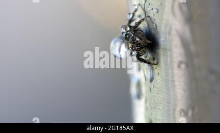 image macro d'une petite araignée recouverte de gouttelettes d'eau sur un tuyau métallique Banque D'Images