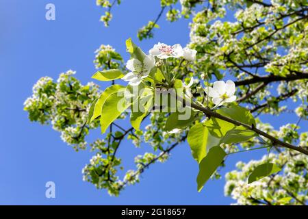 Branche de pommier en fleur avec de grandes fleurs blanches au printemps (fond de printemps avec des fleurs blanches Banque D'Images