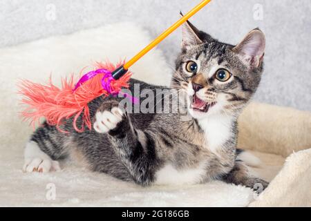 Drôle de chaton rayé gris jouant avec un jouet fait de plumes. Gros plan, mise au point sélective Banque D'Images