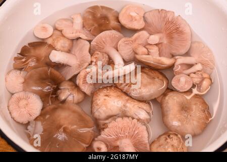 Entoloma de champignons de jardin dans un bol dans l'eau. Banque D'Images