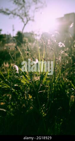 Pissenlits et autres herbes au soleil du soir Banque D'Images