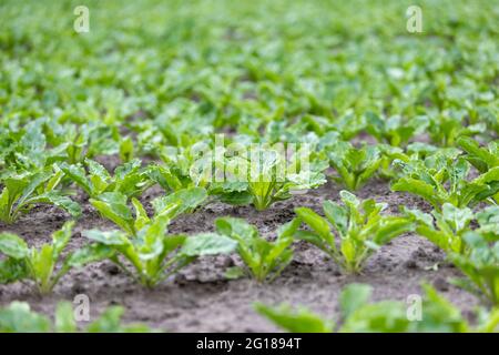 jeunes plantes sur un champ de betteraves, gros plan Banque D'Images