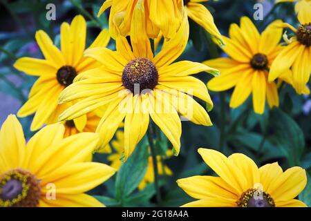 Des grappes de fleurs jaunes de rudbeckia fleurissent dans le jardin Banque D'Images