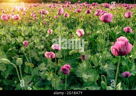 Magnifique coquelicot violet et violet Papaver somniferum champ au coucher du soleil. Banque D'Images