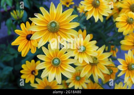 Des grappes de fleurs jaunes de rudbeckia fleurissent dans le jardin Banque D'Images