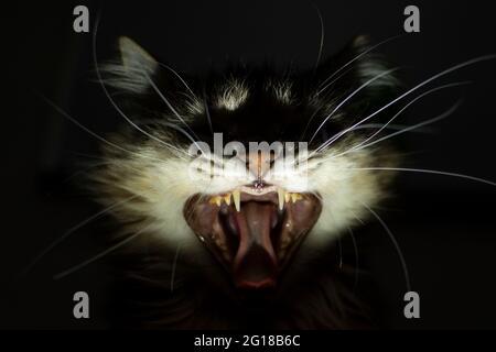 Le chat est un vampire. Chat effrayant avec des fangs. Chat effrayant. Banque D'Images