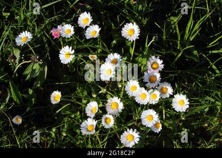 Gänseblümchen / Marguerite commune / Bellis perennis Banque D'Images