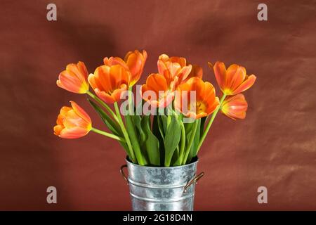 Portrait de tulipes roses et orange dans un vase. Les tulipes sont un géophyte herbacé vivace et bifurfugé à printemps. Banque D'Images