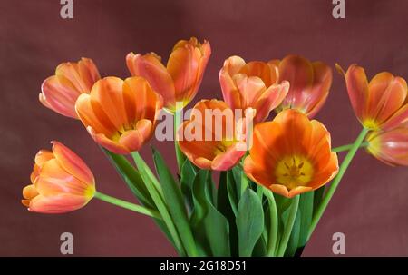 Portrait de tulipes roses et orange dans un vase. Tulipss est un géophyte herbacé bulbifieux vivace à fleurs printanières. Banque D'Images