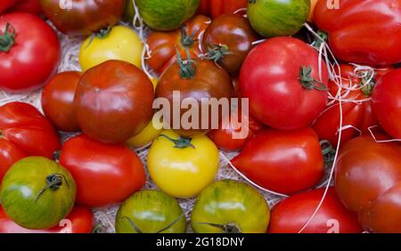 Fond plein cadre de tomates rouges, vertes, brunes et jaunes Banque D'Images