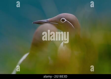 Guillemot à bridé, (Uria aalge), Fowlsheugh, Aberdeenshire, Écosse, ROYAUME-UNI Banque D'Images