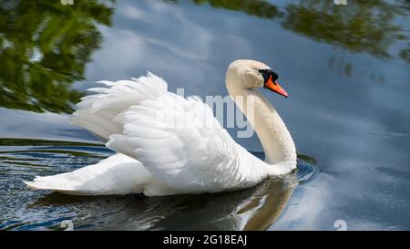 Élégant cygne blanc muet sur la surface de l'eau, reflet des arbres verts et du ciel bleu. Cygnus olor. Gros plan de profil sauvage de rafle avec des ailes moelleuses sur un étang. Banque D'Images