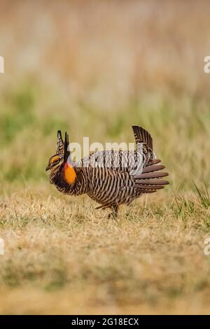 Greater Prairie Chicken, Tympanuchus cupido, homme dansant sur le poireau dans le fort Pierre National Grassland, Dakota du Sud, États-Unis Banque D'Images