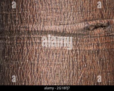 Boab Tree, Adansonia gregorii, dans la région de Kimberly en Australie occidentale. Banque D'Images