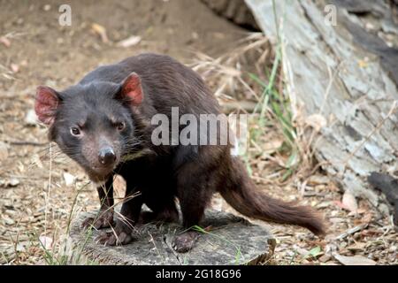 Le diable de Tasmanie est un marsupial noir vicieux qui marche sur 4 jambes Banque D'Images