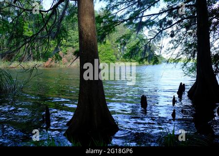 C'est un petit chenal du réservoir d'Indian Creek en Louisiane. Vous pouvez voir des cyprès et leurs « genoux » venir de l'eau. Super endroit pour aller au g Banque D'Images