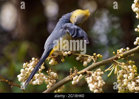 Moucheron à queue longue - Ptiliogonys caudatus passerine oiseau dans les montagnes du Costa Rica et du Panama, espèces de la taille de la muguet liées à la cirage, Banque D'Images