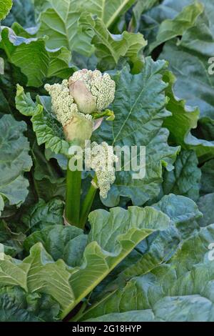 Rhubarb 'Rheum rhabarbarum' floraison, culture de légumes dans le jardin. Banque D'Images